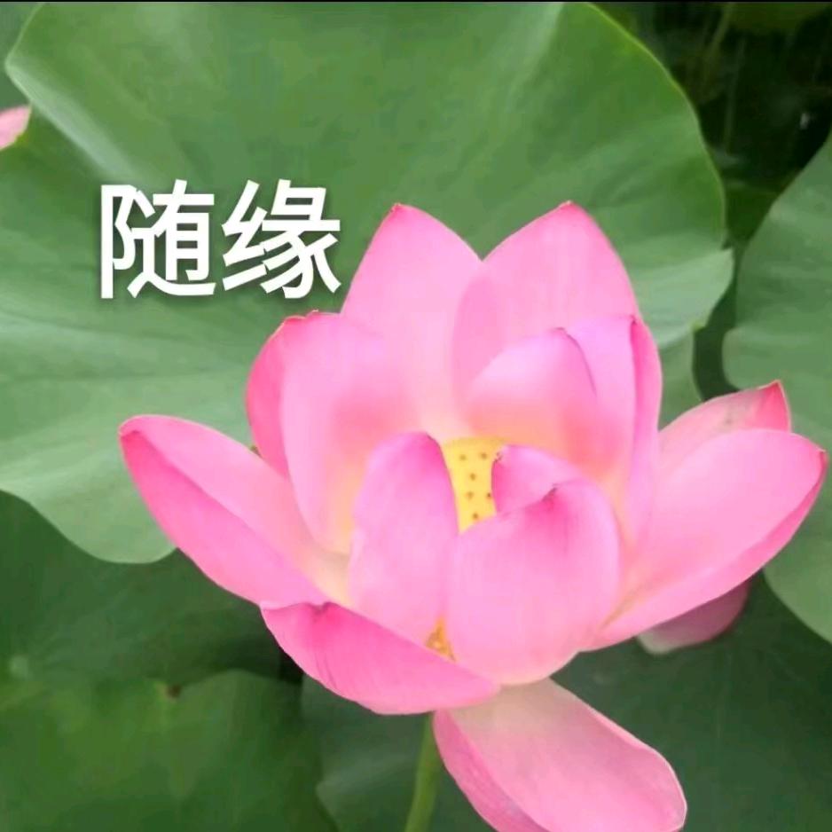 知足常乐¹