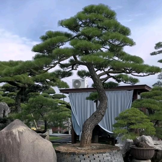 泰山庭院景观松
