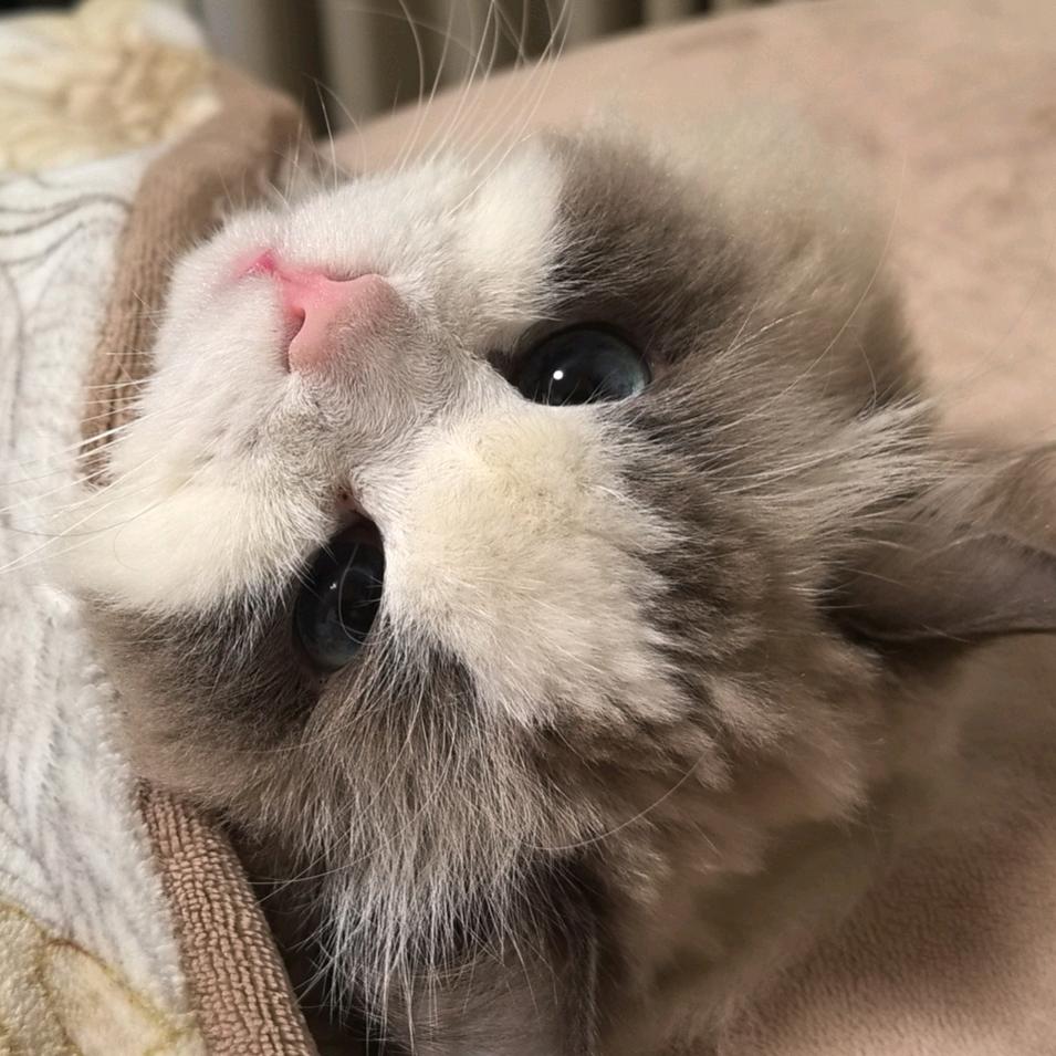 热心市民肖师傅🫥