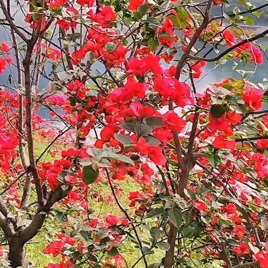 花花世界