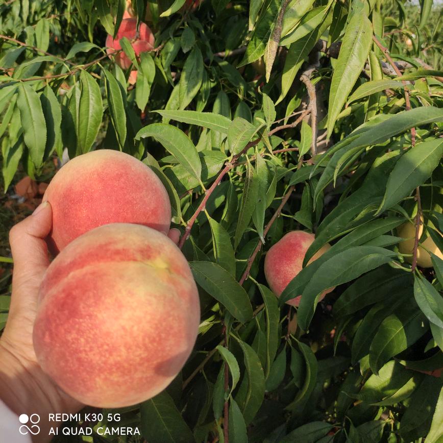 菜乡果篮供应链（田有冰）