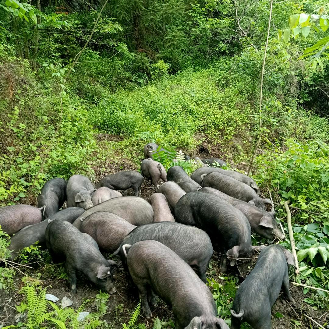 跑山猪生态养殖农场