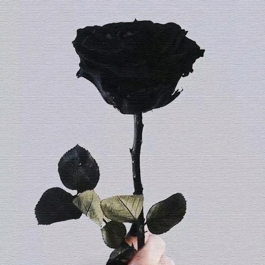 ㅤㅤㅤㅤ宁消桃花瘦