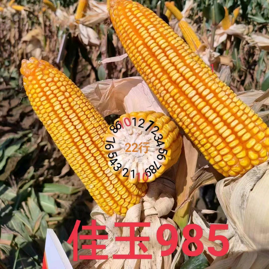 都乐种业—朱惠容