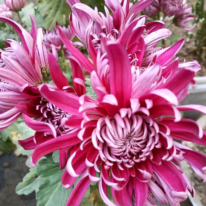 健康就是财富，拒绝私聊🐇