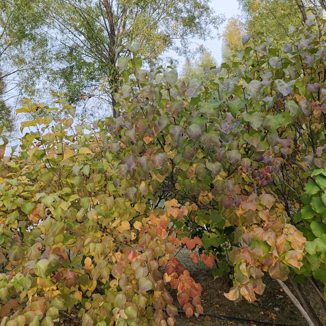 ζ成全了舍得！！！