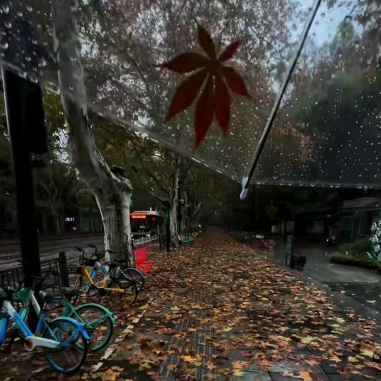 新🍂