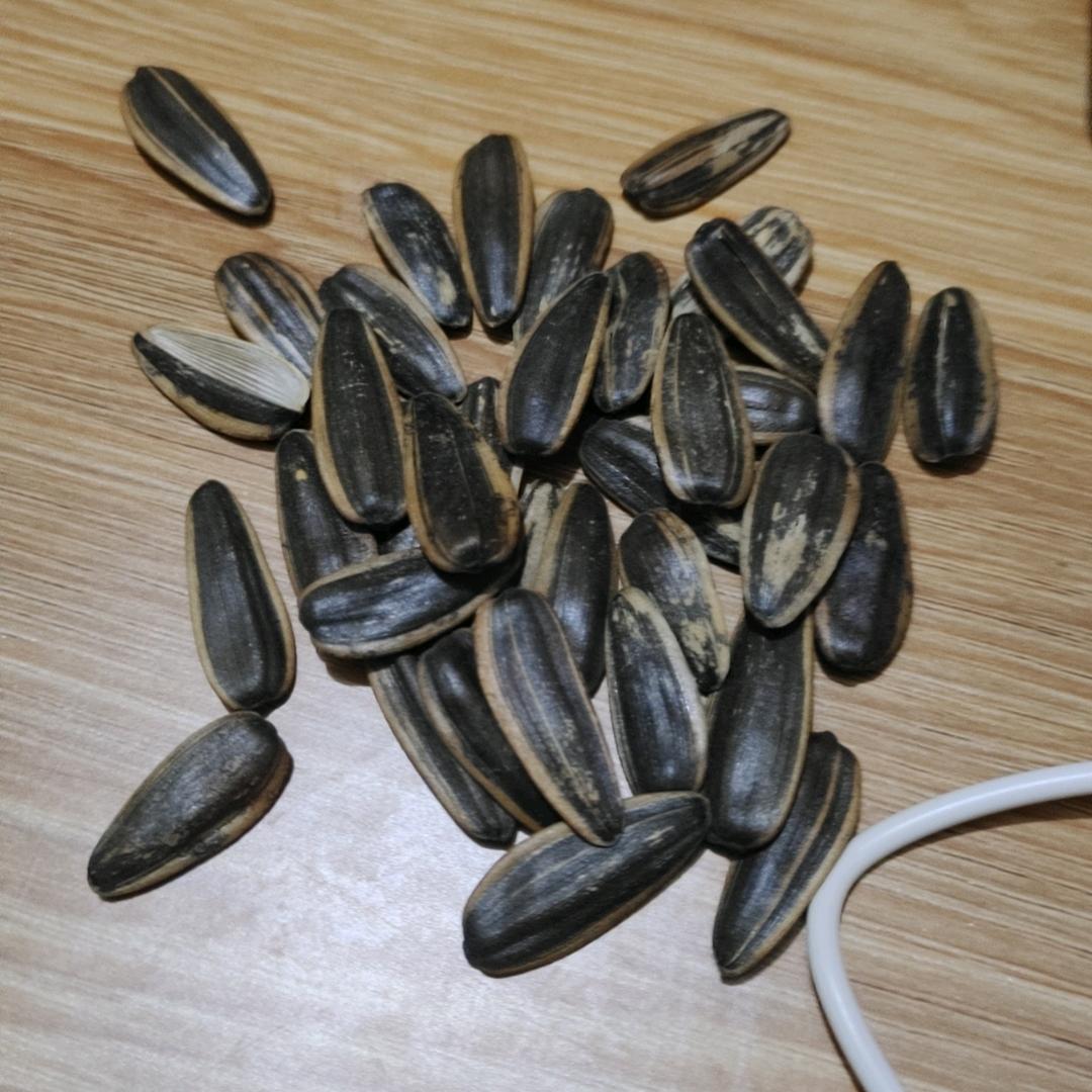 睡不醒的猪