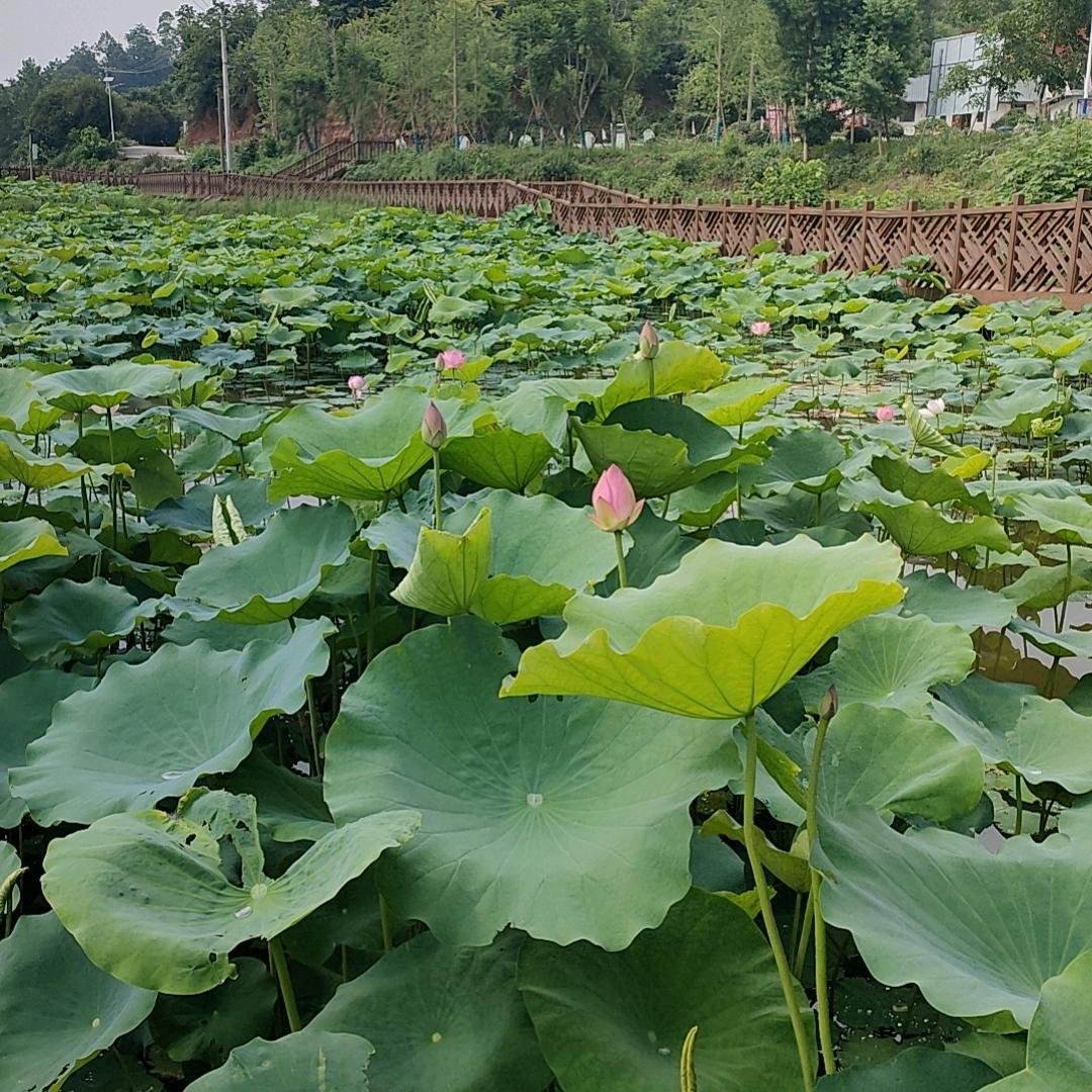 阳光