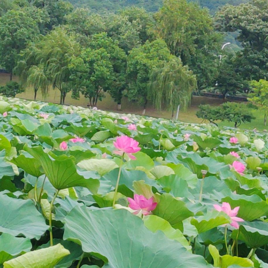 我是芹姐。