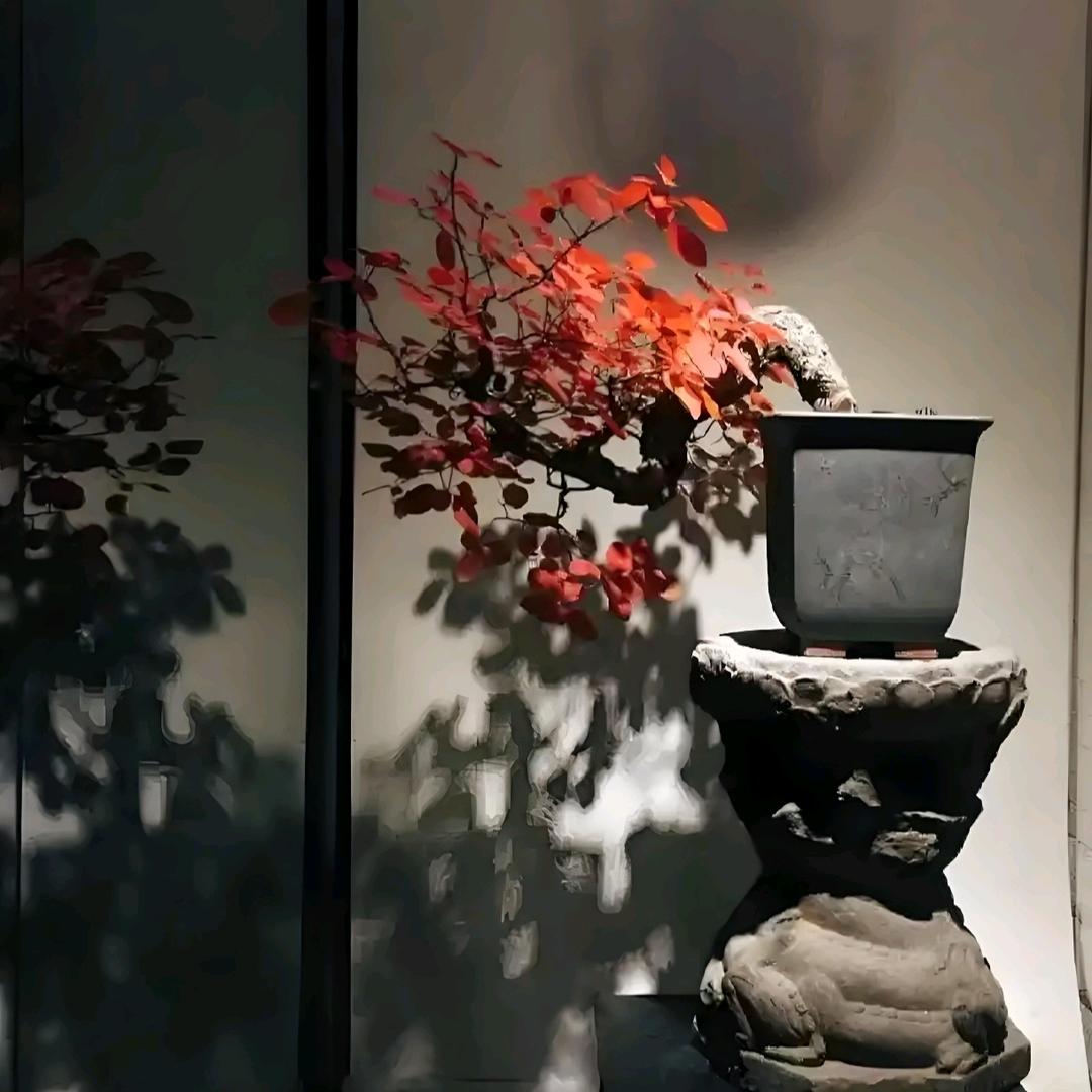 遇园盆景