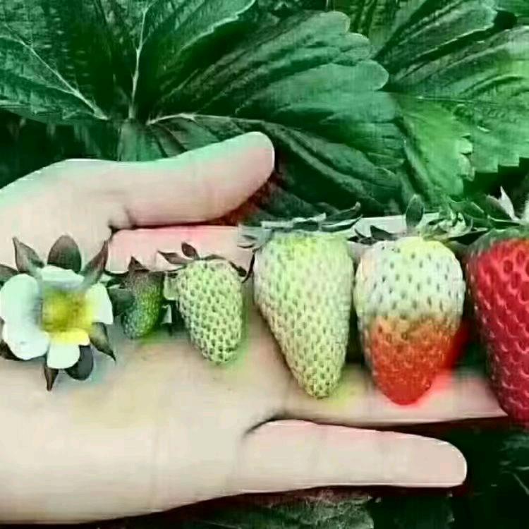 天天快乐🐕🌹👬🌹🐀