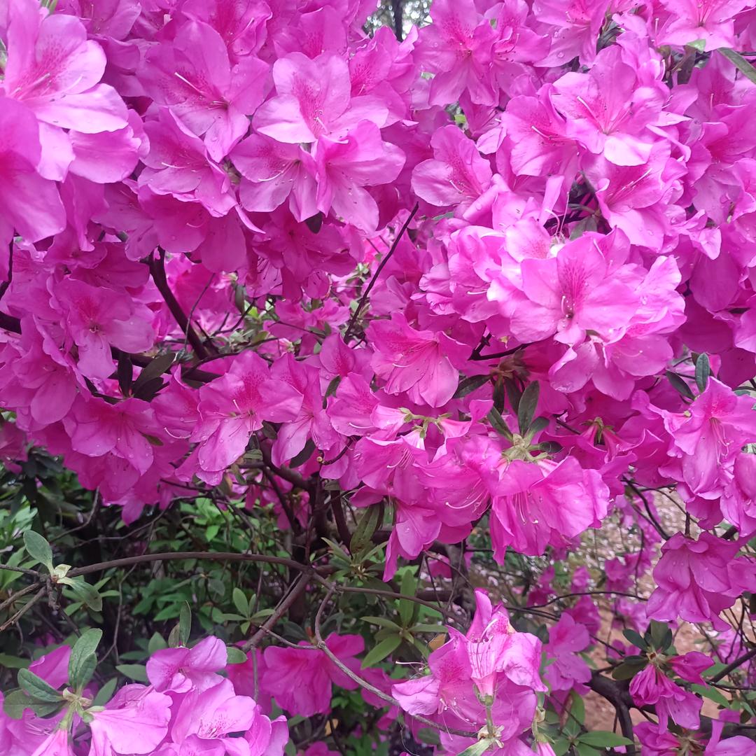 花开花红