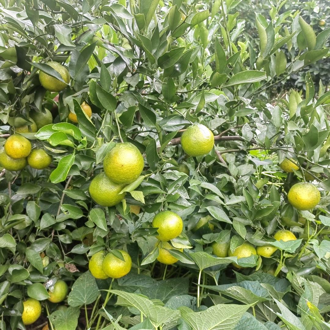 杨大姐
