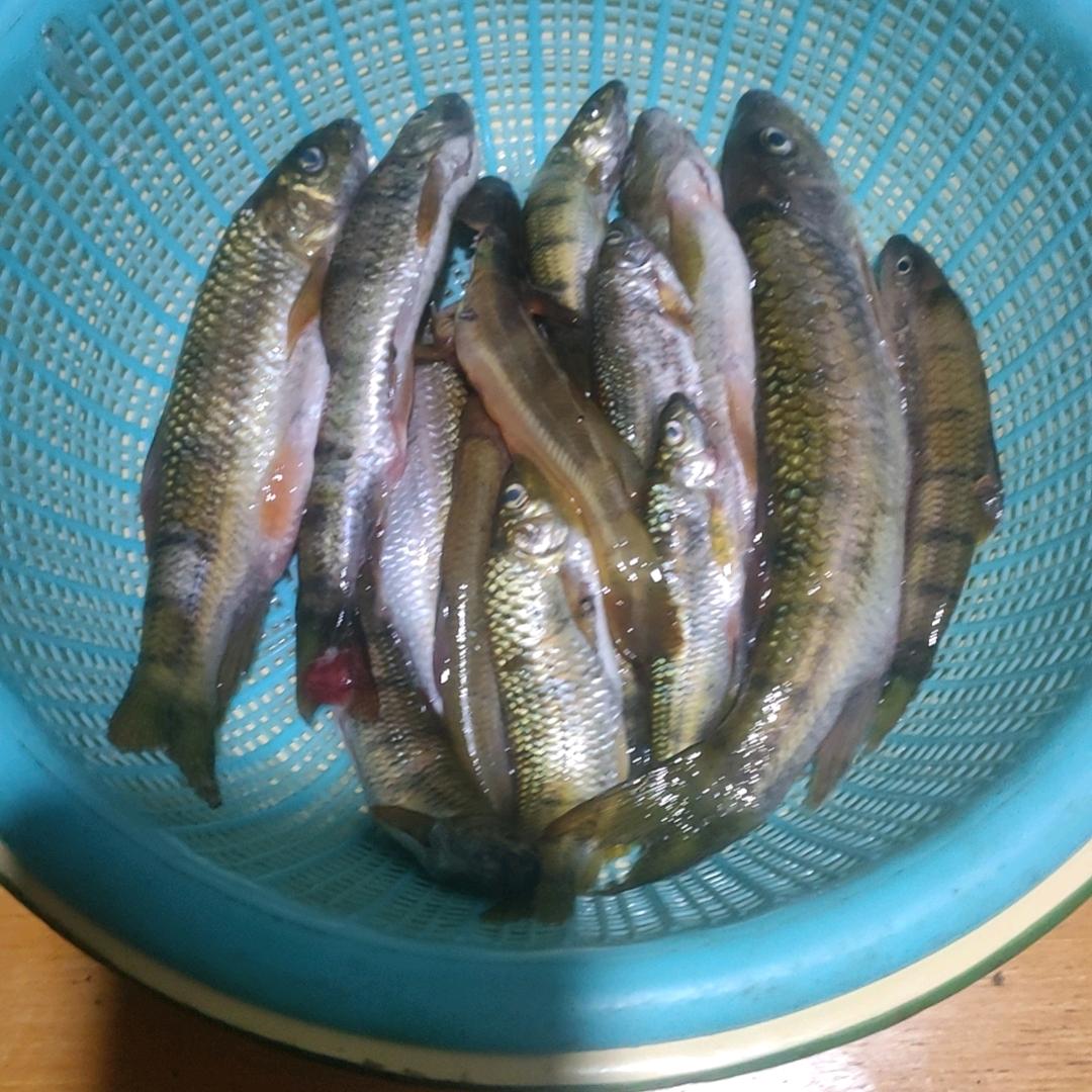 石班鱼