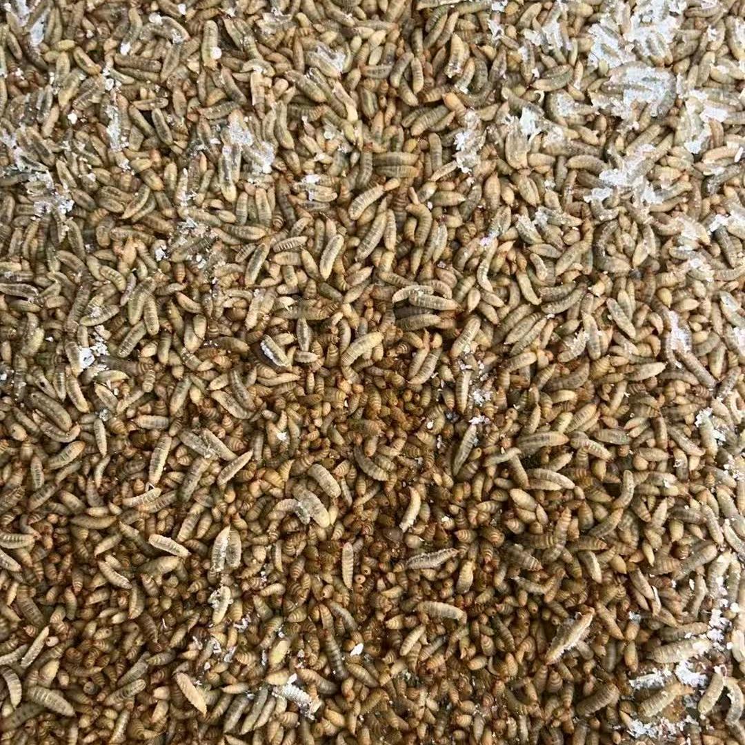 黑水虻循环养殖