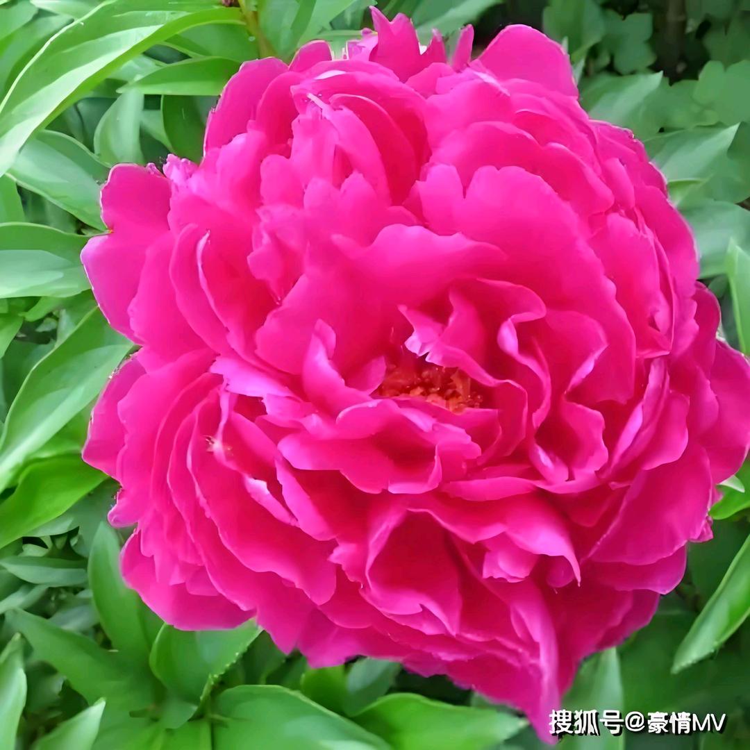 幸福好运来敲门