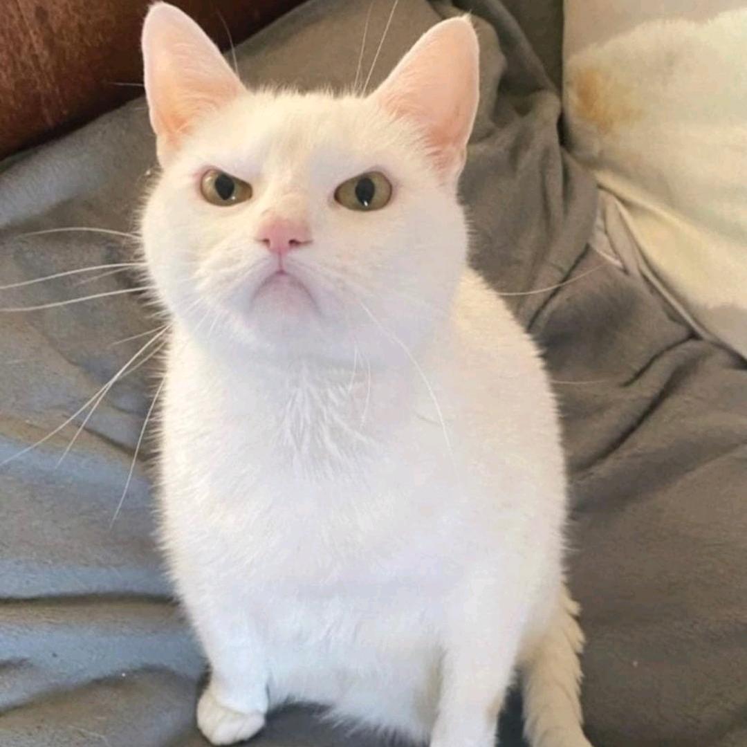 芝士小猫汉堡