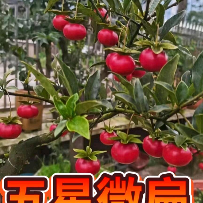 唐华；金弹子盆景