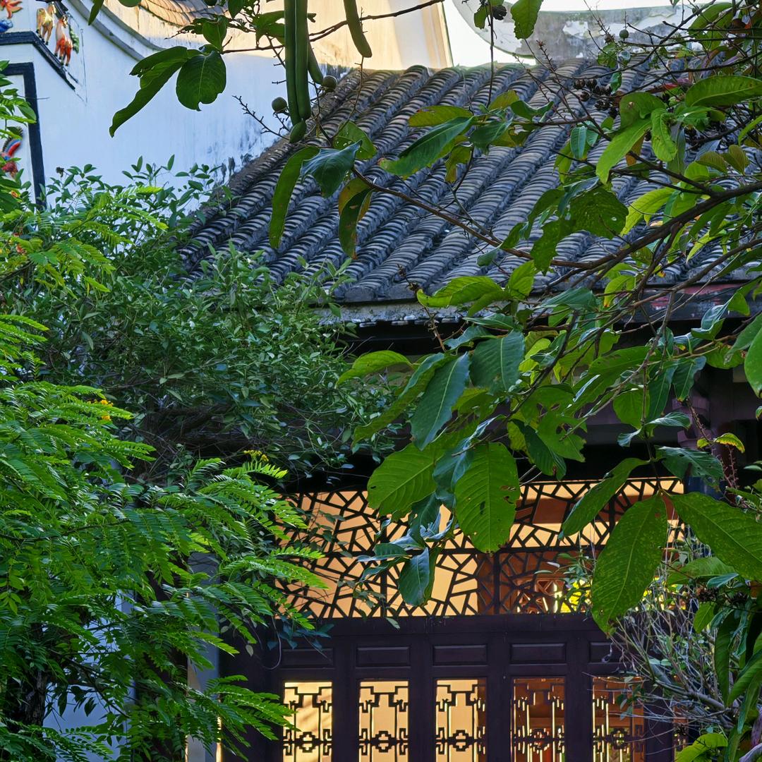 福州春茶城花
