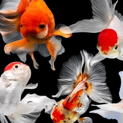 宝强观赏鱼之家