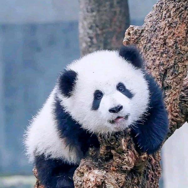 白云