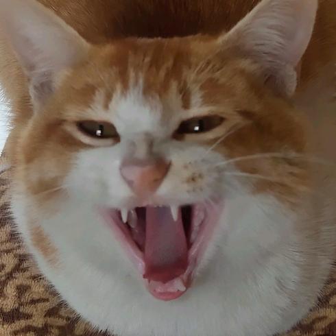 FX小猫猪咪