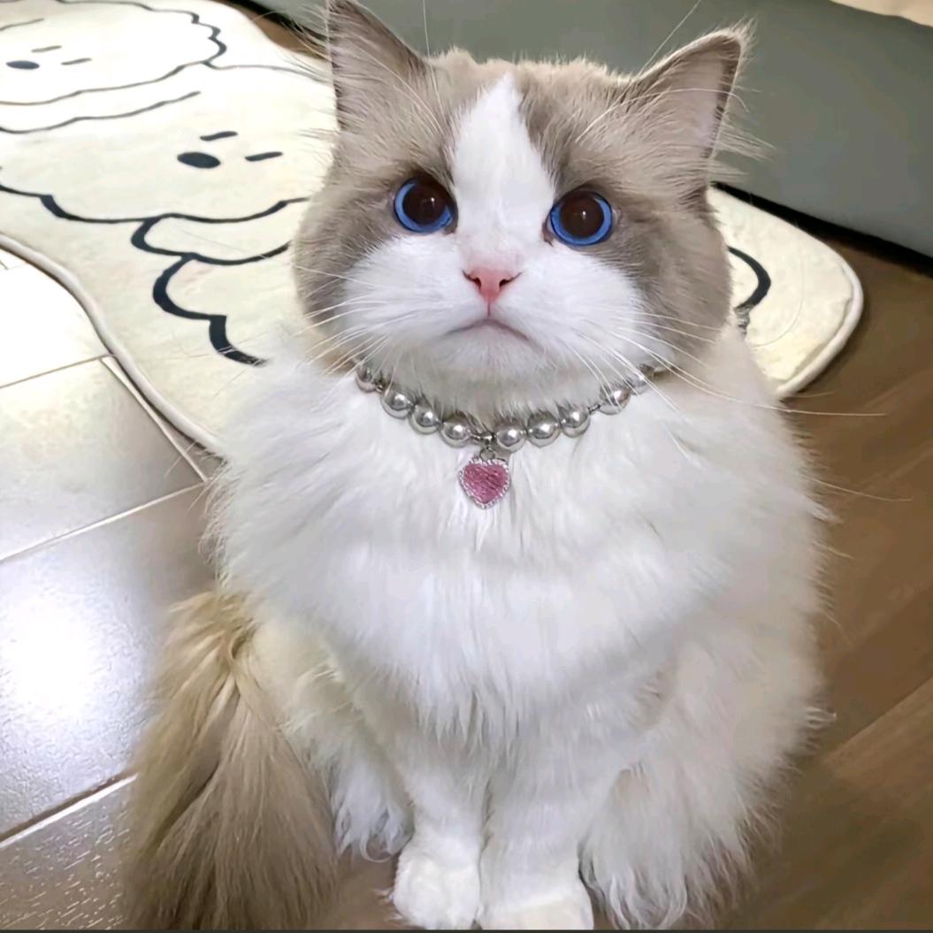 猫小喵