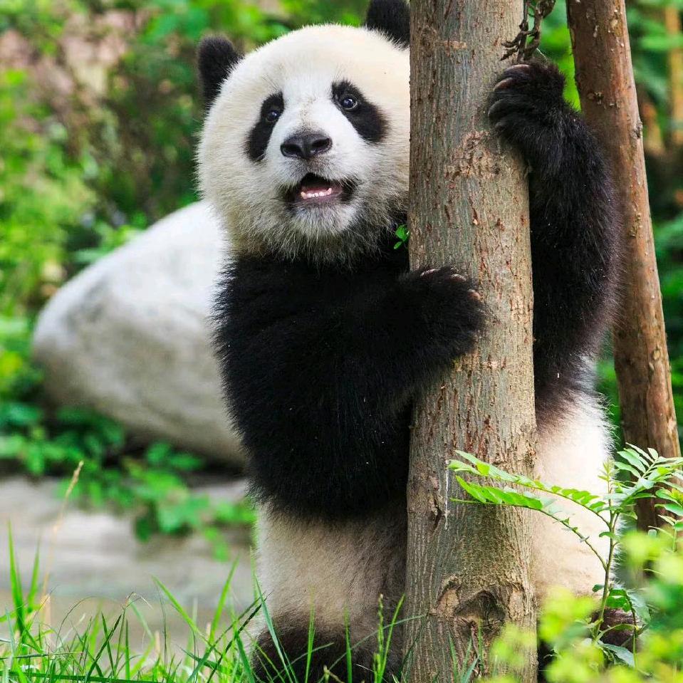 坚持的车夫