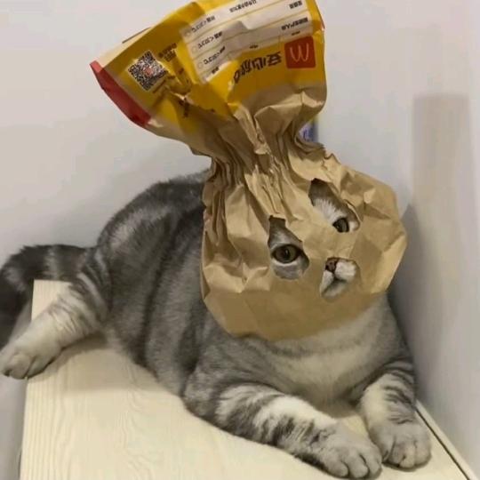 南 烛