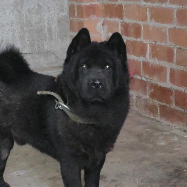 毅哥五黑繁殖犬舍