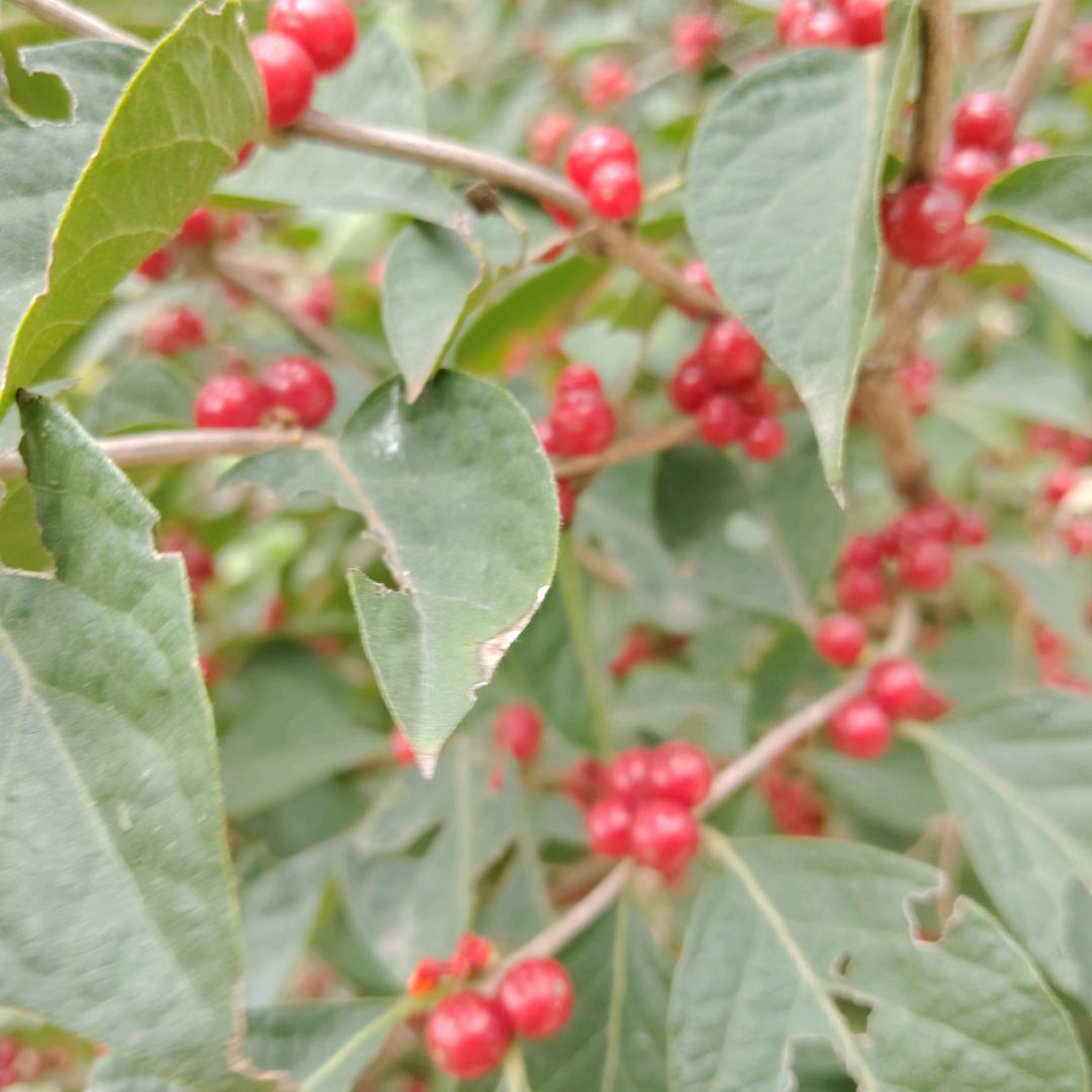 瑞君，山东寿光