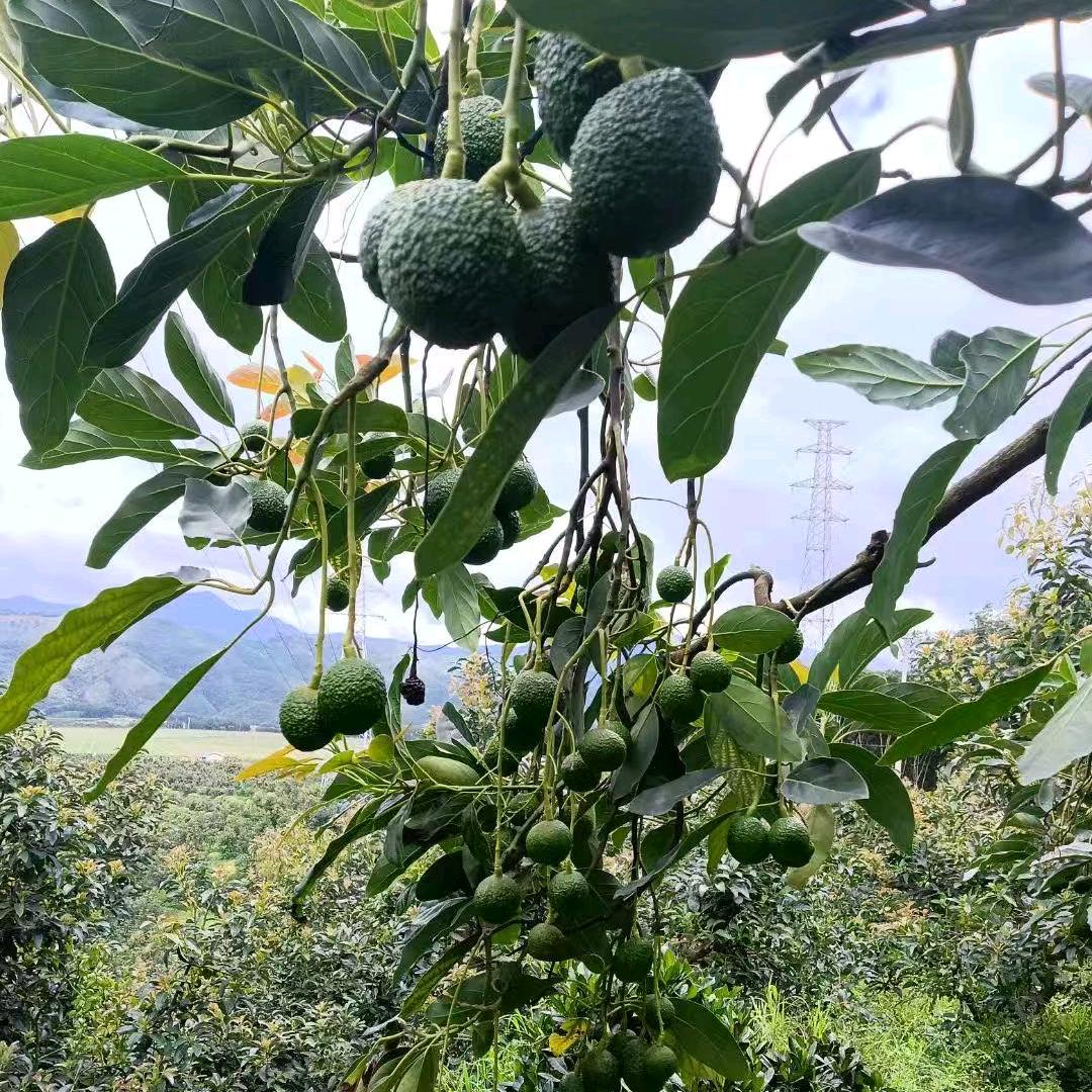 热带水果收购