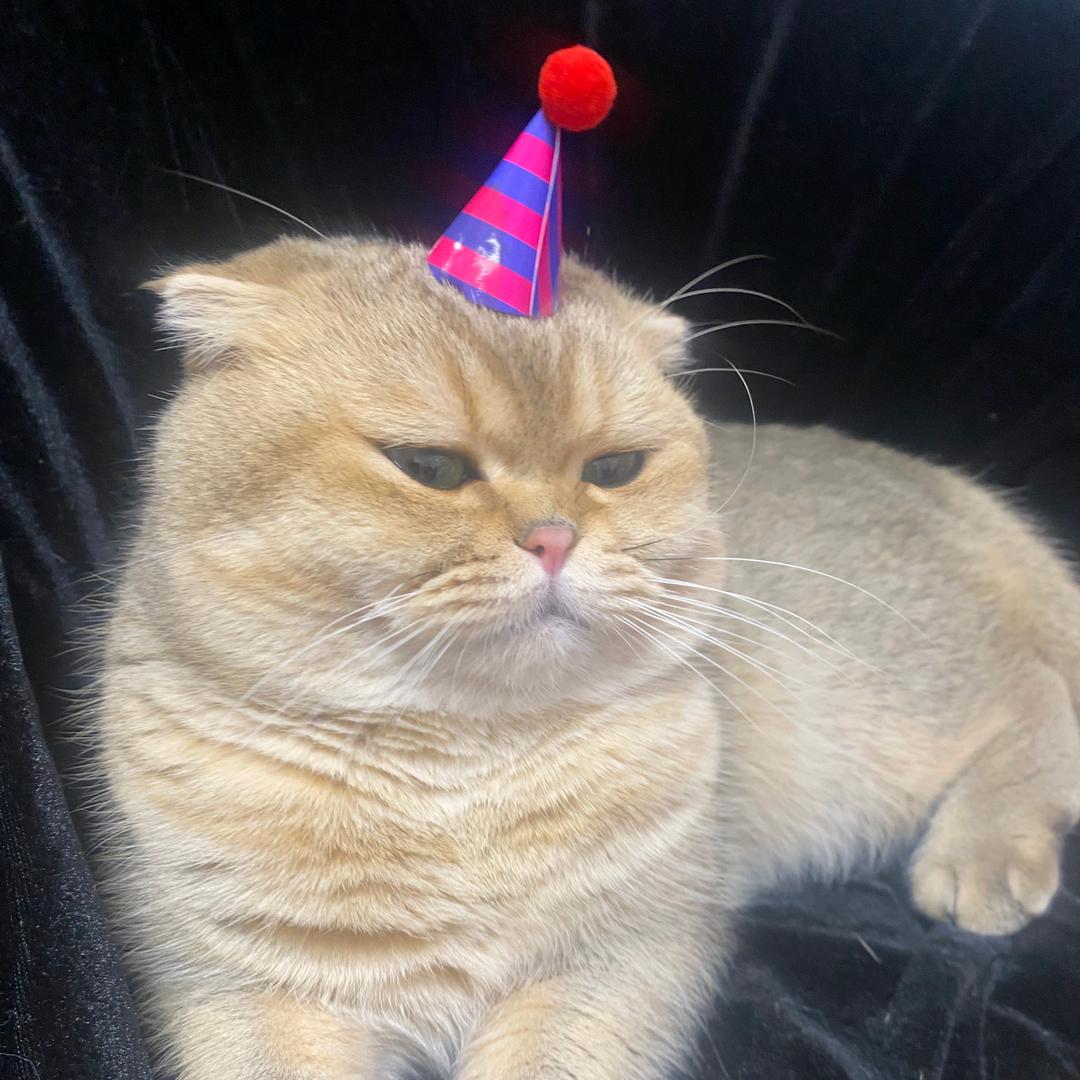 柱柱相亲记🐈