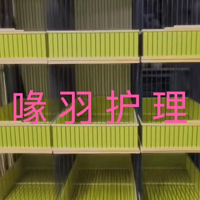 喙羽护理