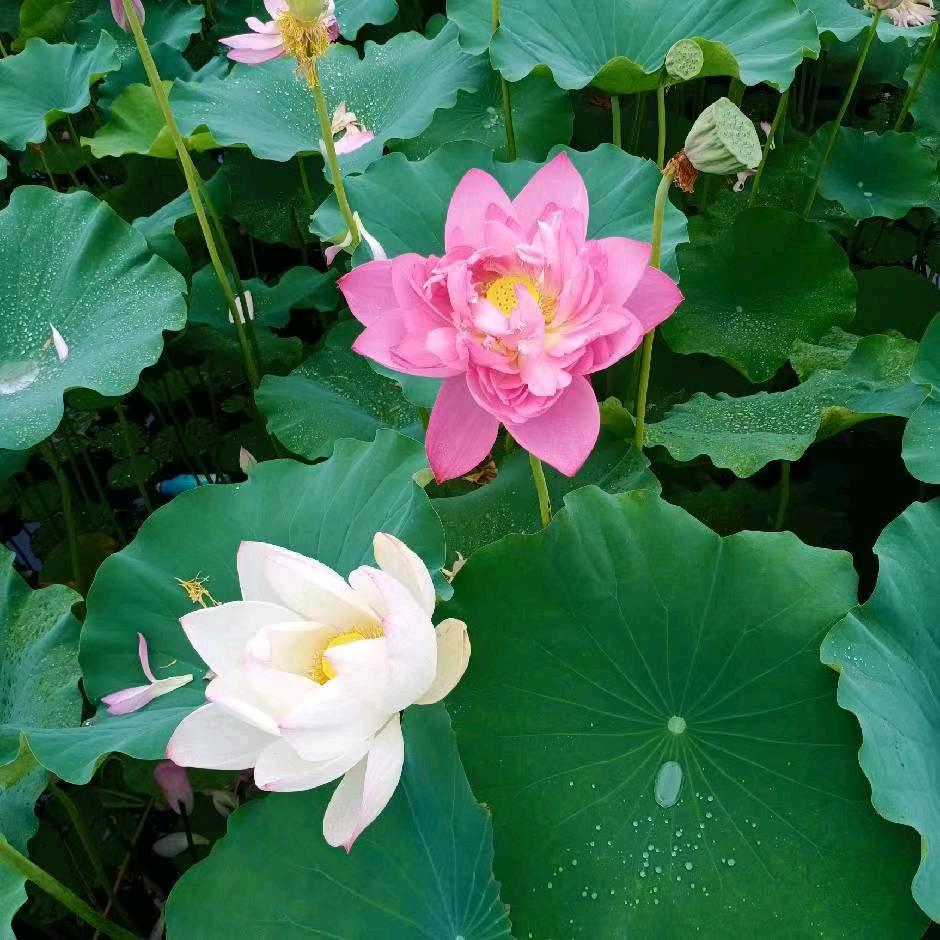 明天更好。