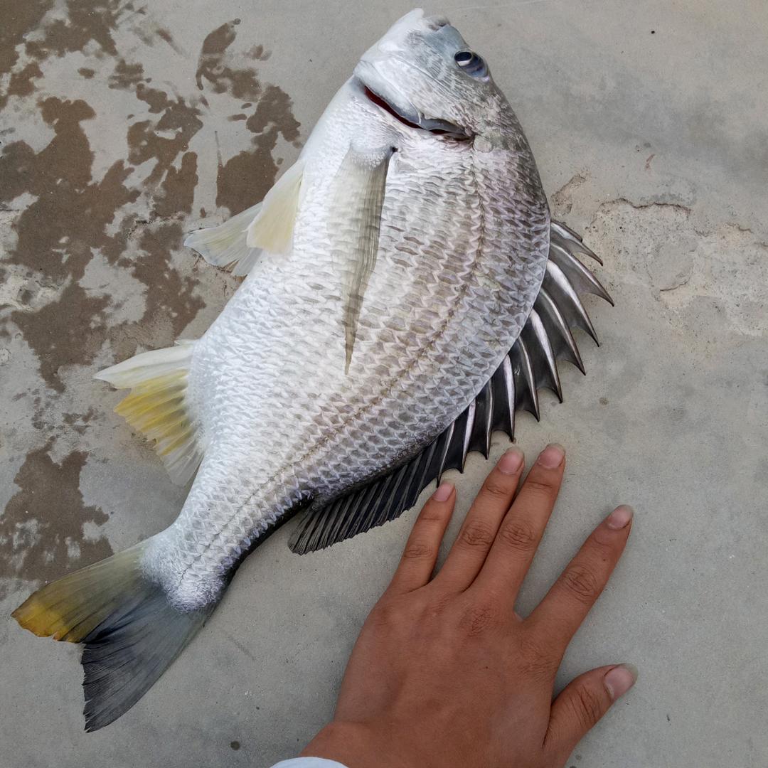 扬扬