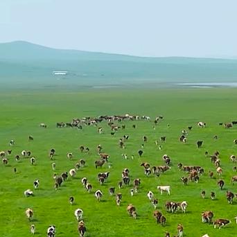 淑珍牛羊肉批发零售