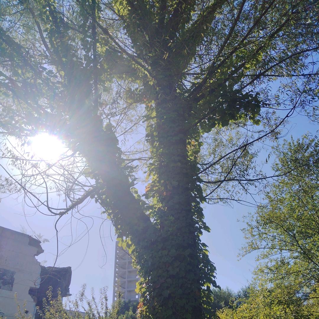 小犀眼音乐欣赏