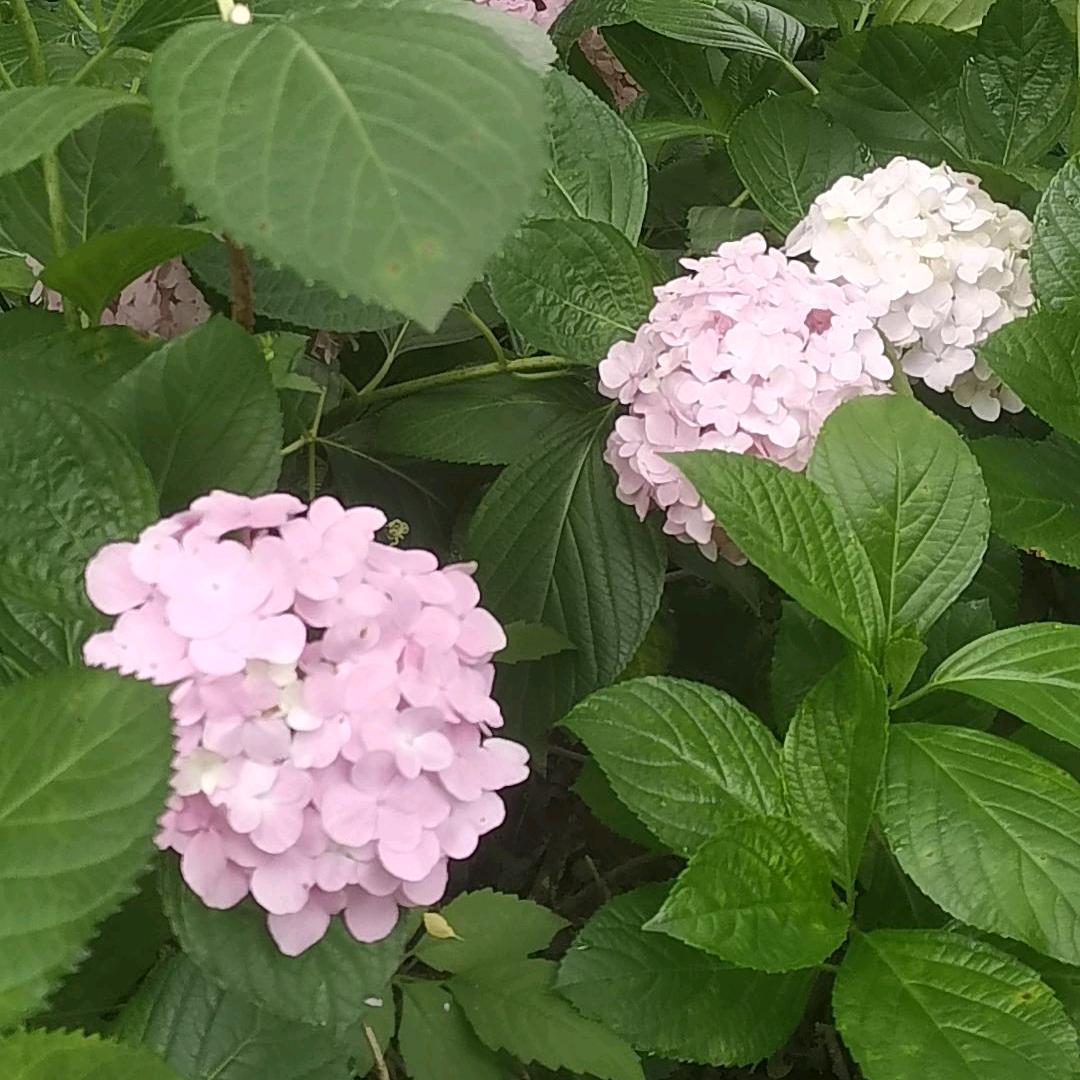 桂的（拒合拍，拒绝私聊