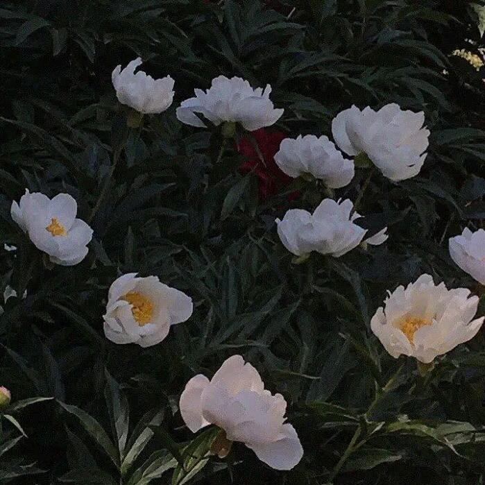 羊羊🐑