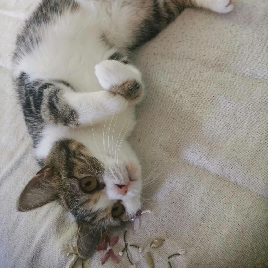 宇宙超级无敌虚空星神暴龙战士v