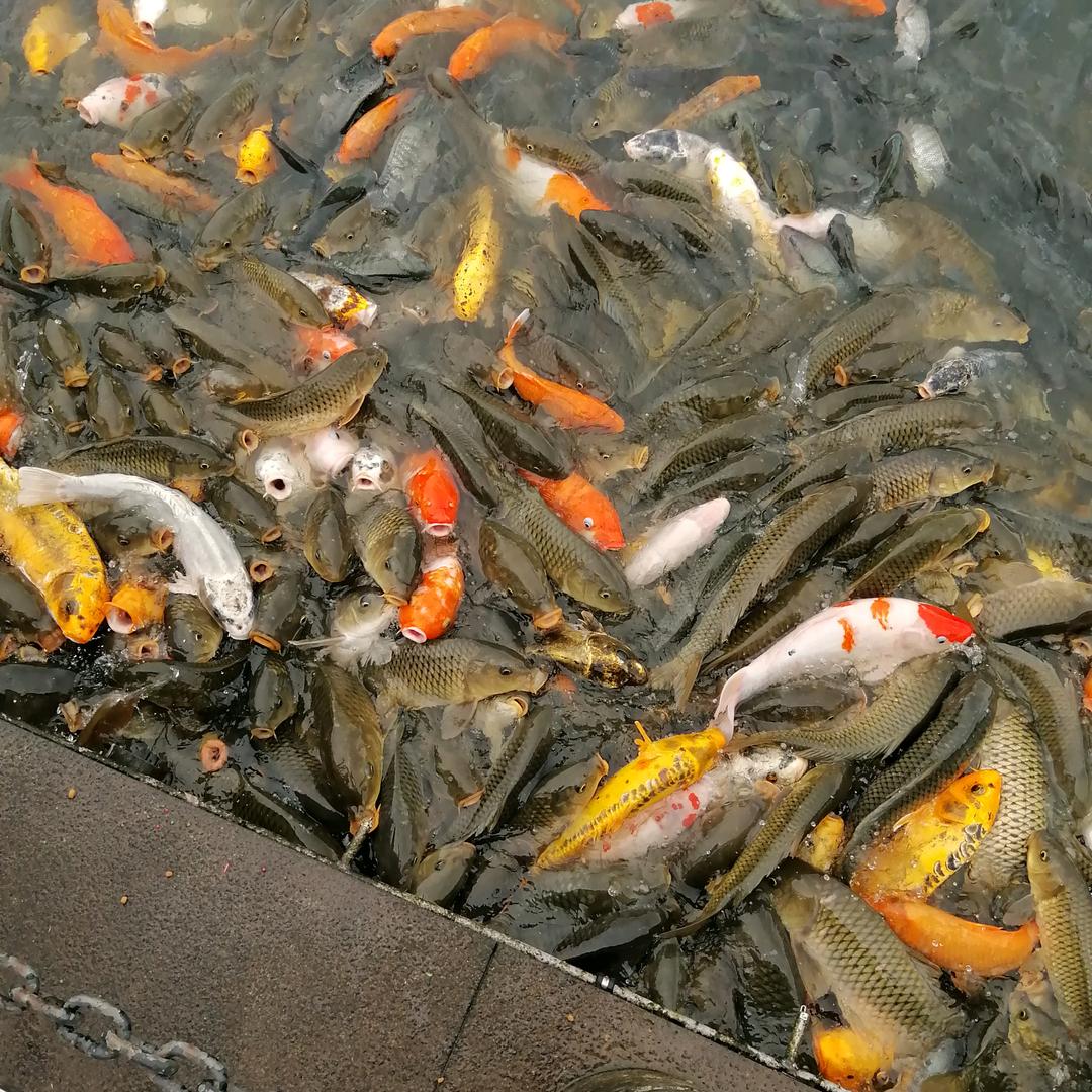 爱你很难