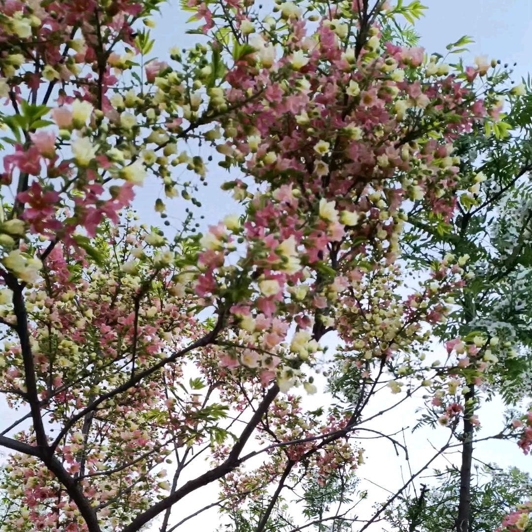 夕阳更美好