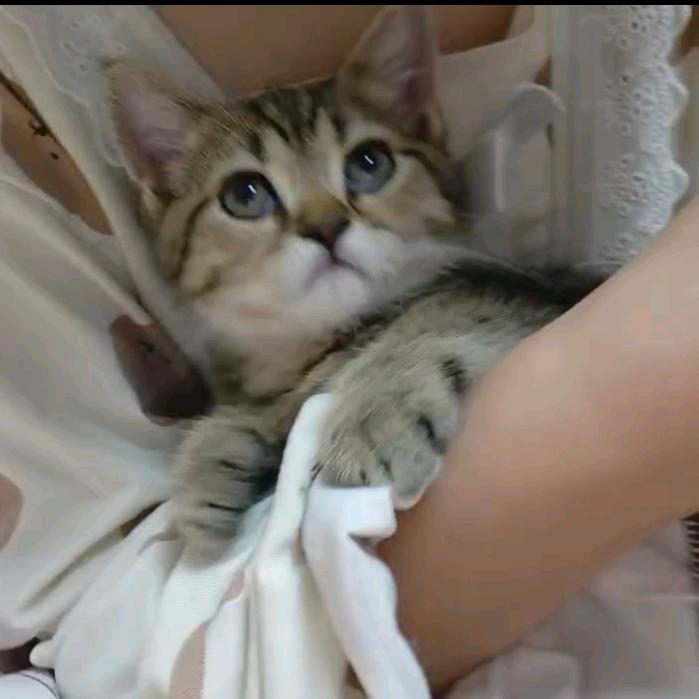 会飞的昭昭公主