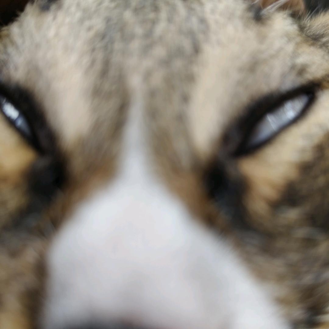 意面加土拌牛油果里火锅要吃蓝纹奶酪做底料