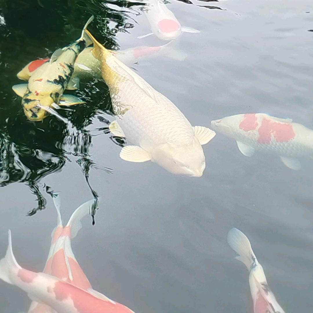 卿卿奶奶