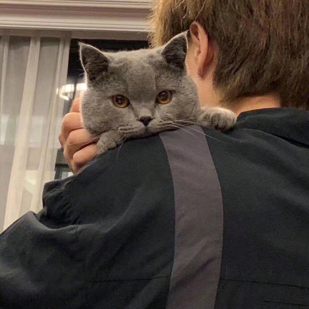 不养到阿拉斯加不改名