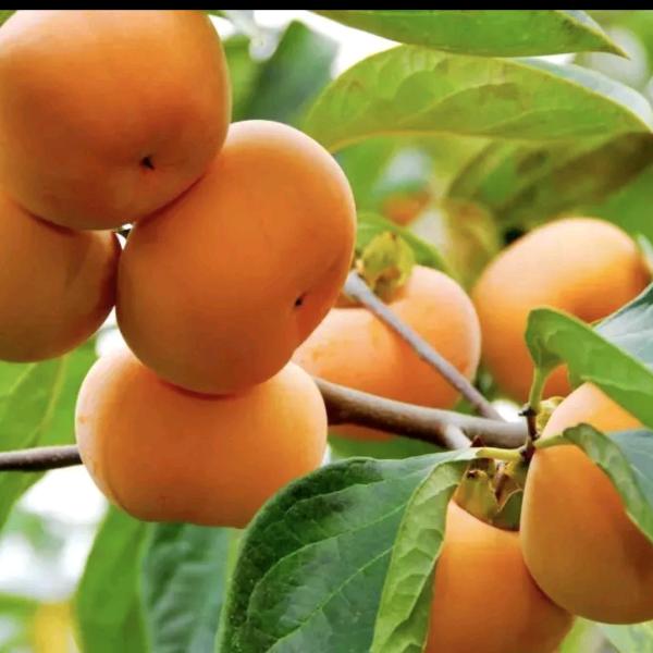 果益寿青润果树苗木专卖店