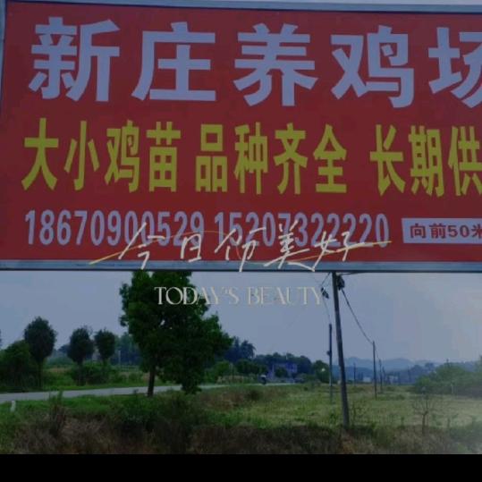 新庄养鸡场